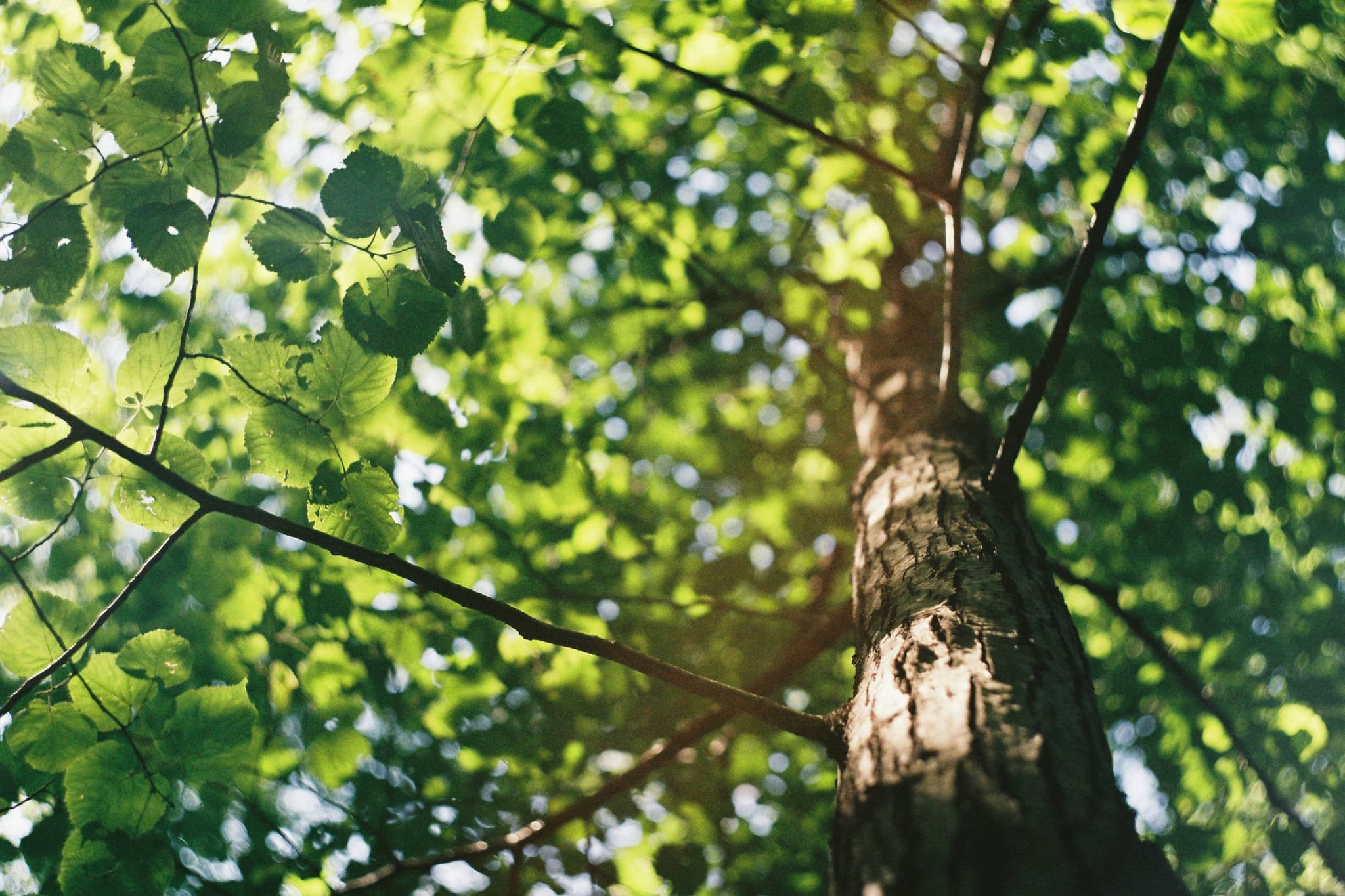 Pruning Prescriptions from First American Arborists across South Florida