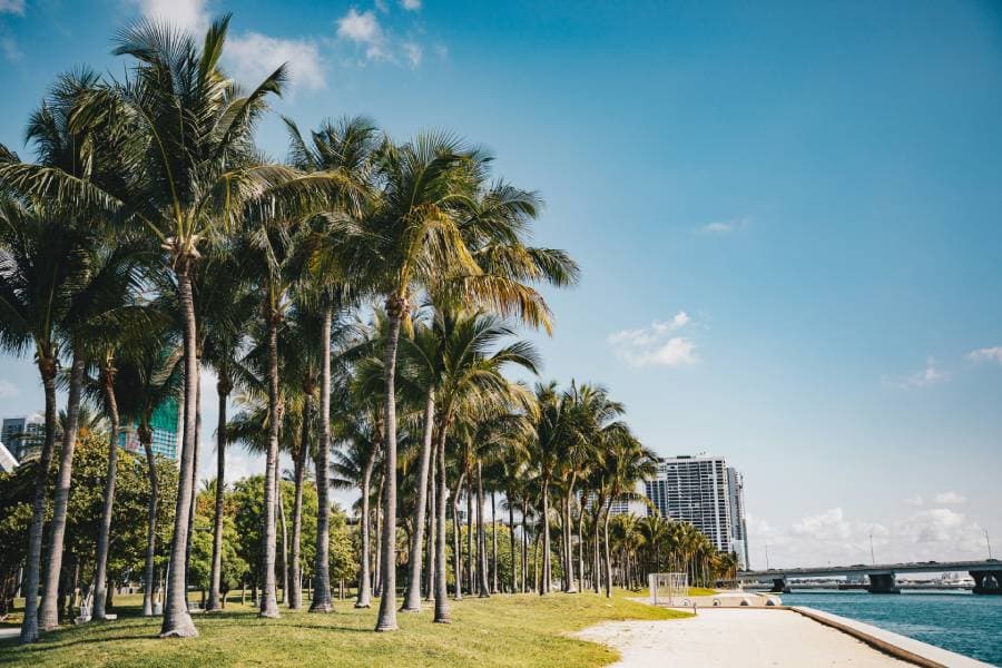 Mature trees in Miami representing large-scale arborist projects