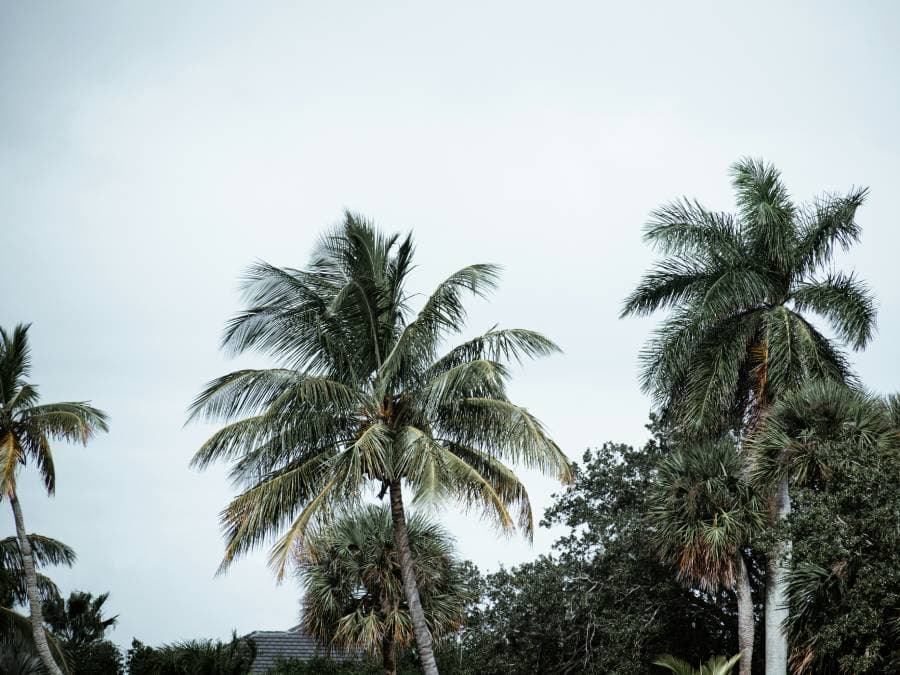 Palm trees against a blue South Florida sky