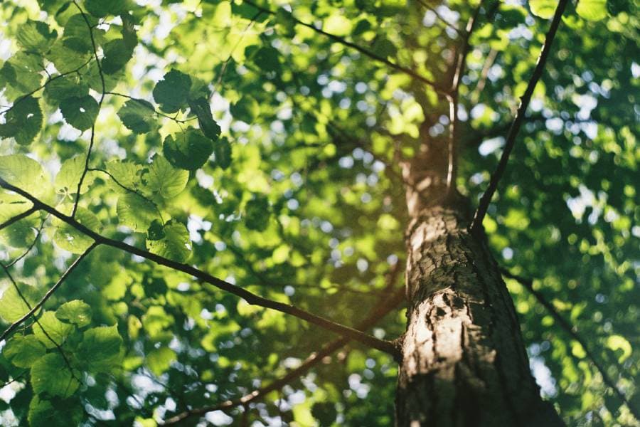 Tree canopy providing shade — pruning prescriptions and tree health care